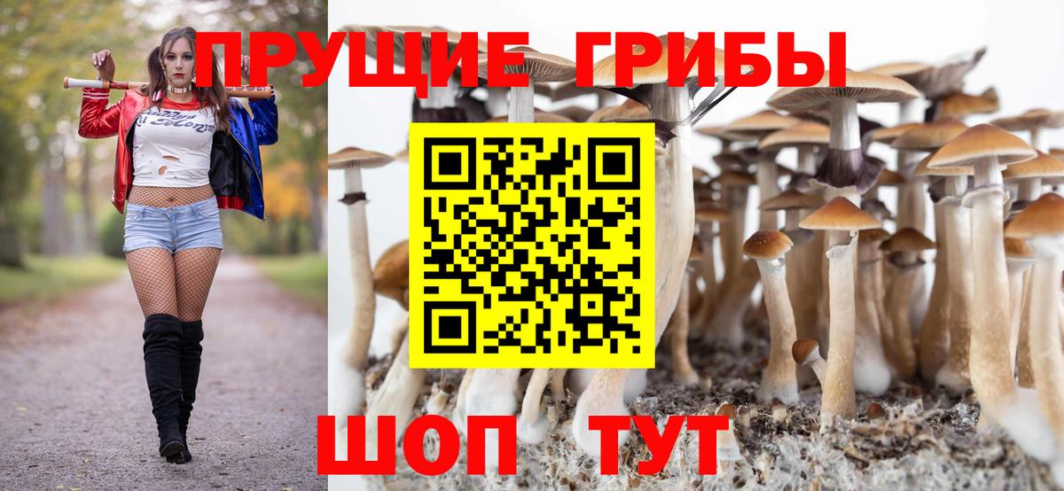 Галлюциногенные грибы Psilocybine cubensis Медногорск
